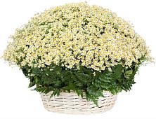 Цветочная композиция из Ромашки в корзине #REPLACE_PRED# Змиёвке